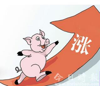 商务部：今年生猪价格将高位运行 暴涨可能性不大