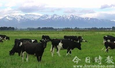 新西兰震后有牧场停产 供应中国奶源暂未受影响