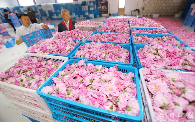 江苏海安：玫瑰花铺就农民致富“芬芳之路”