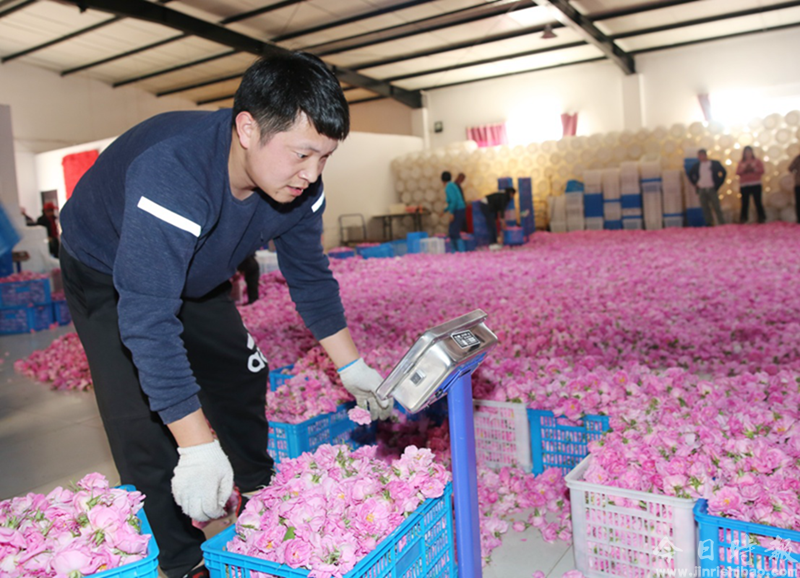 江苏海安：玫瑰花铺就农民致富“芬芳之路”